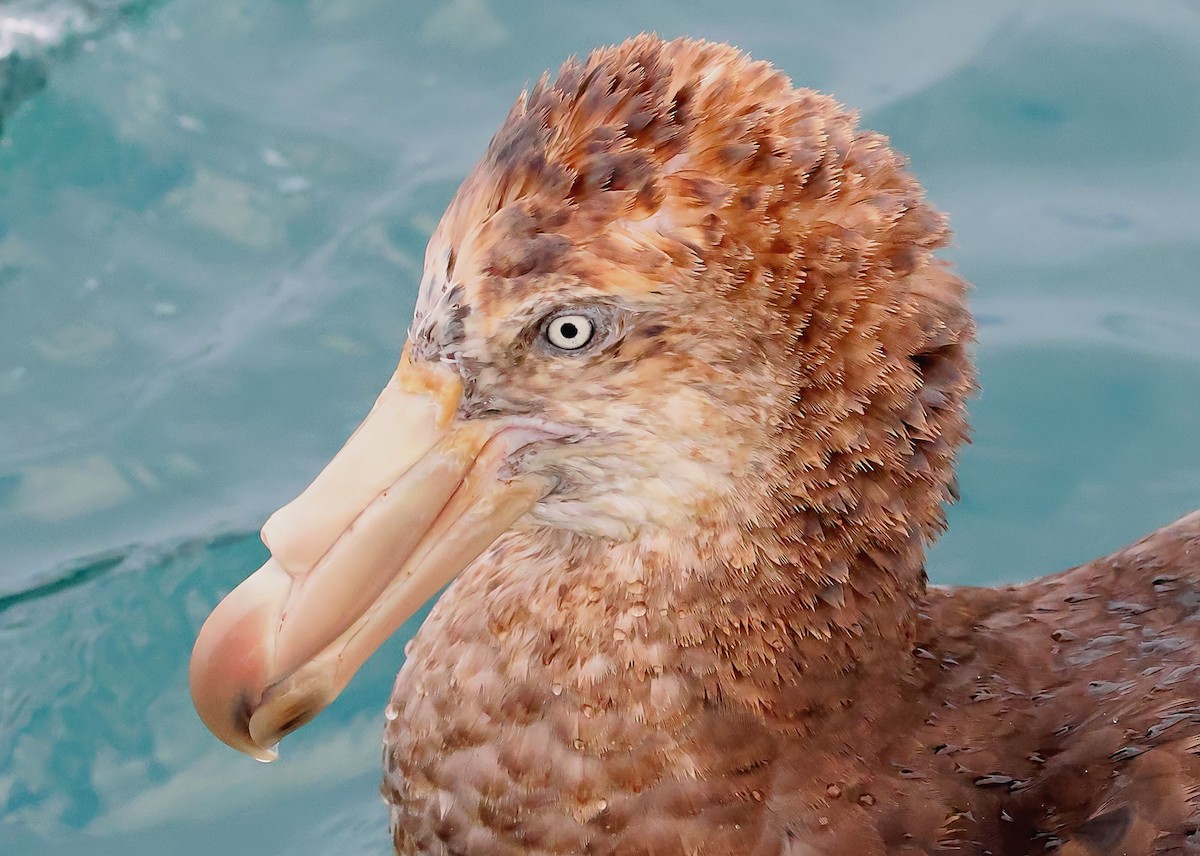 Northern Giant-Petrel - ML634461886