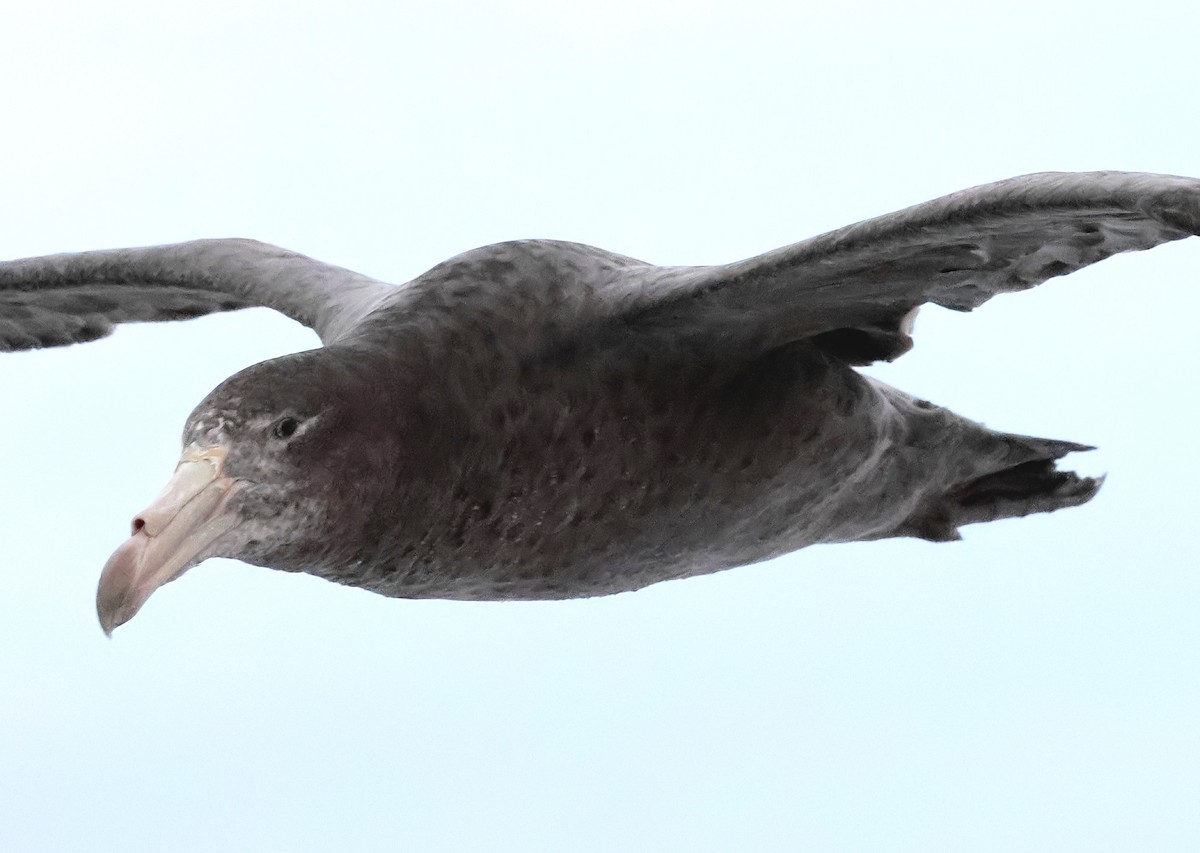 Northern Giant-Petrel - ML634461887