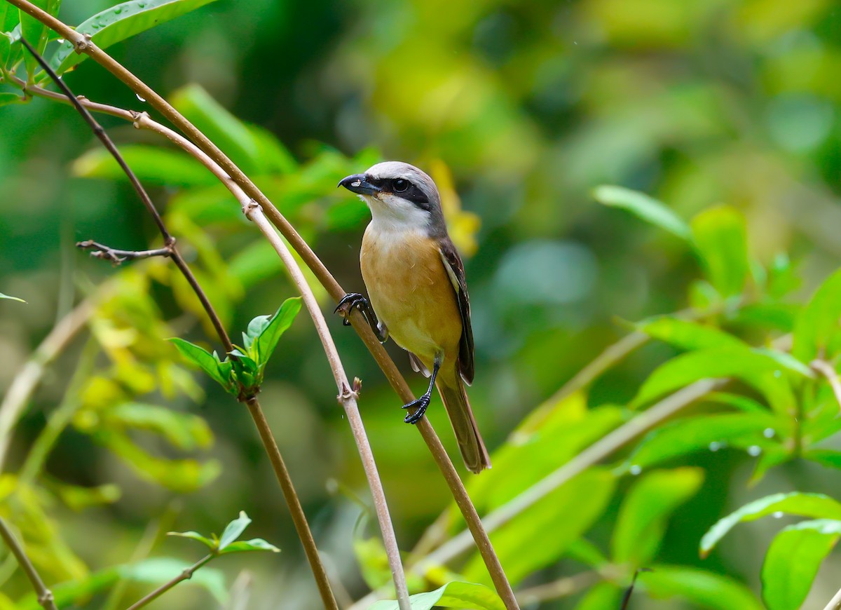 Brown Shrike (Philippine) - ML634461953