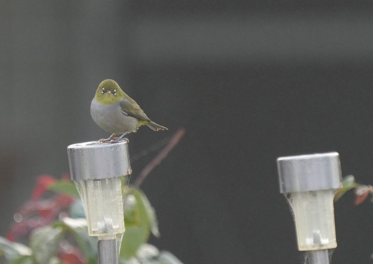 Silvereye - ML634462046