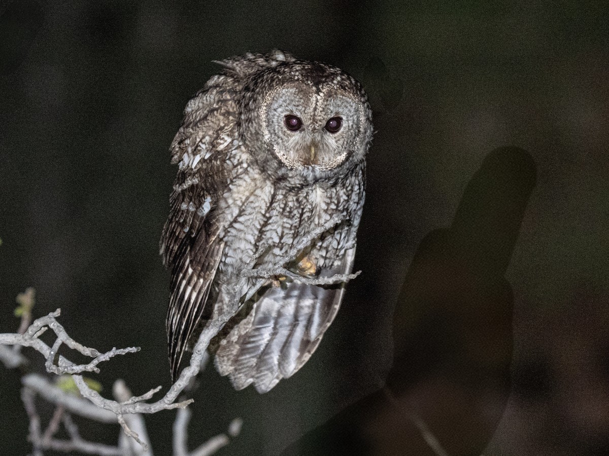 Maghreb Owl - ML634462055