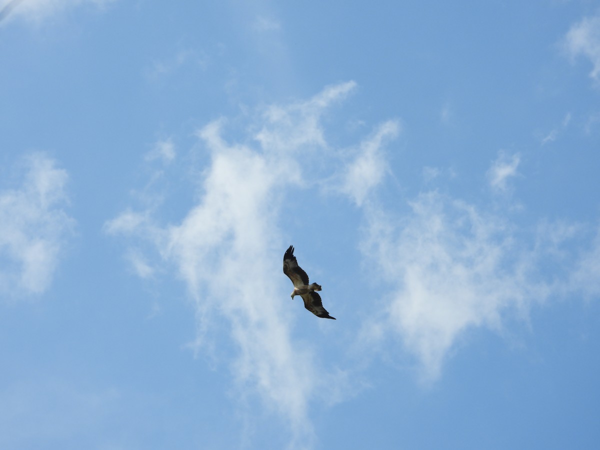 White-bellied Sea-Eagle - ML634462105