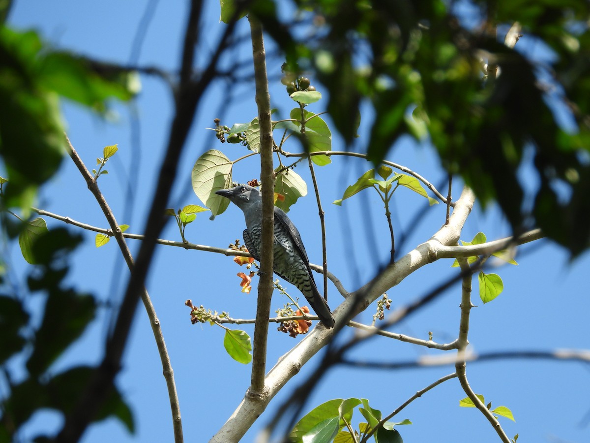 Bar-bellied Cuckooshrike - ML634462168