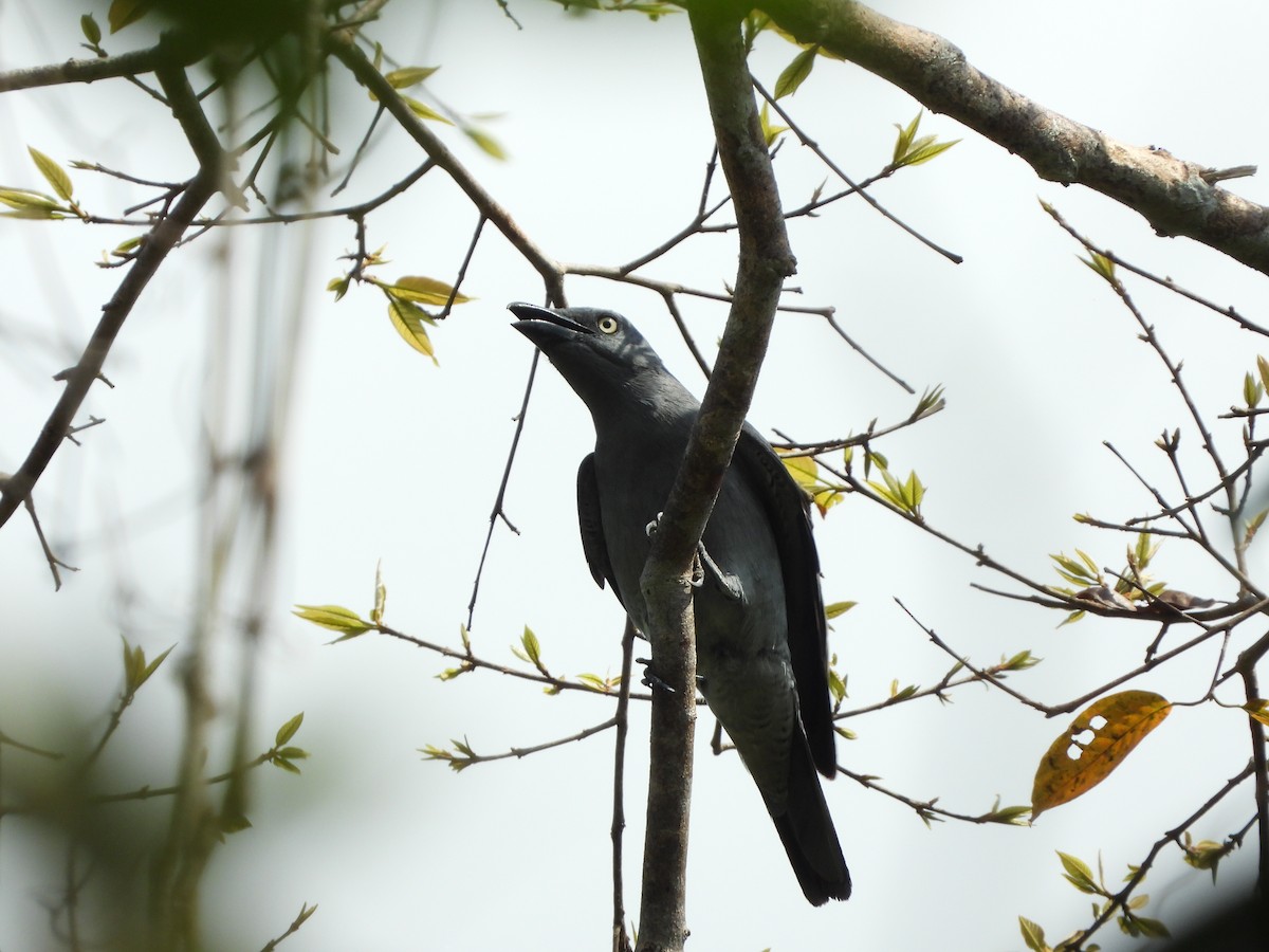 Bar-bellied Cuckooshrike - ML634462200