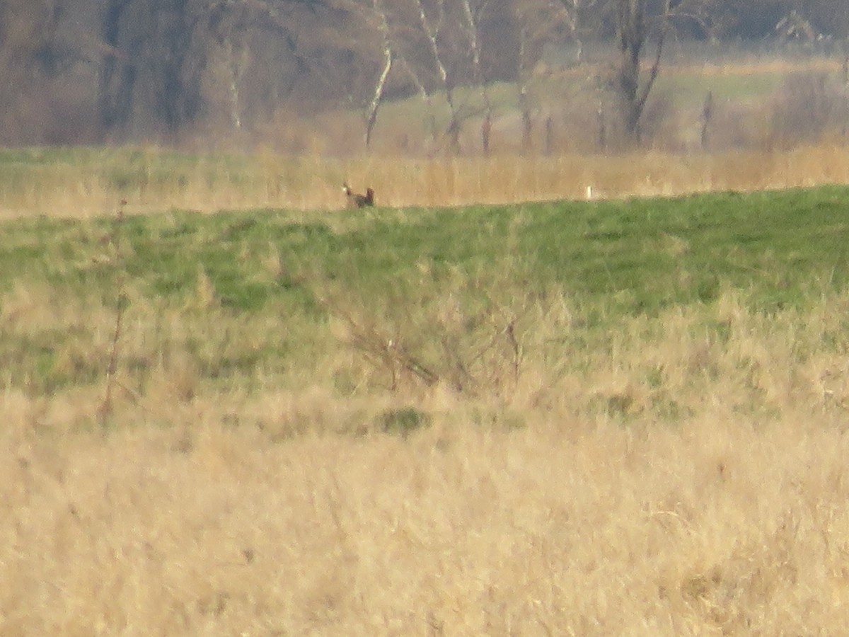 Greater Prairie-Chicken - ML634462232