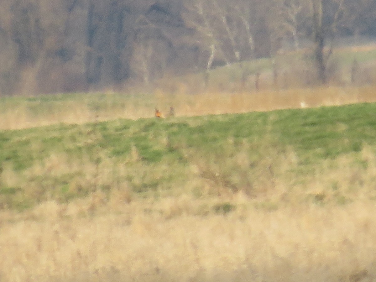 Greater Prairie-Chicken - ML634462234