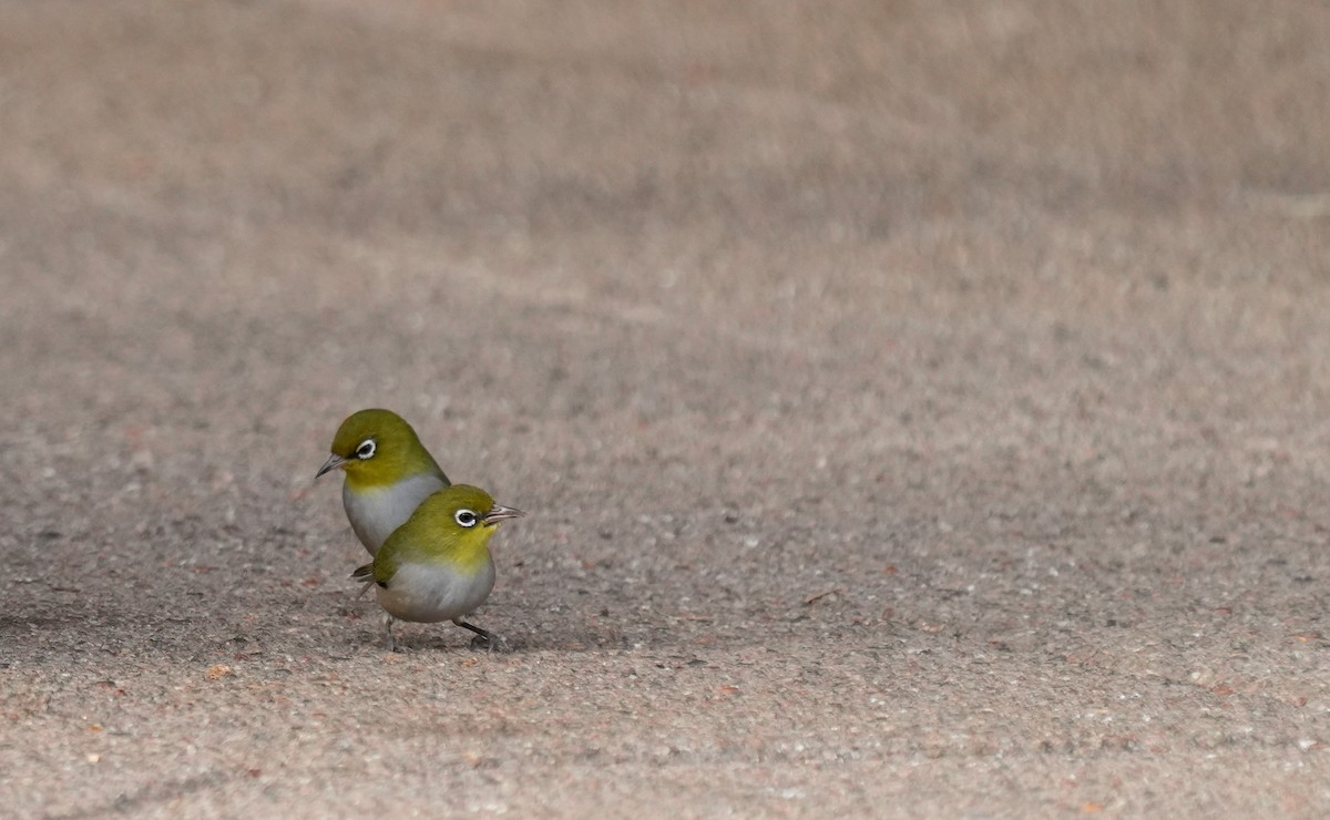 Silvereye - ML634462235