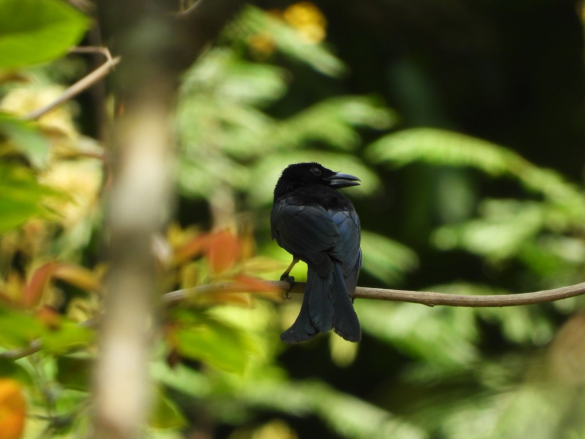 Palawan Drongo - ML634462305