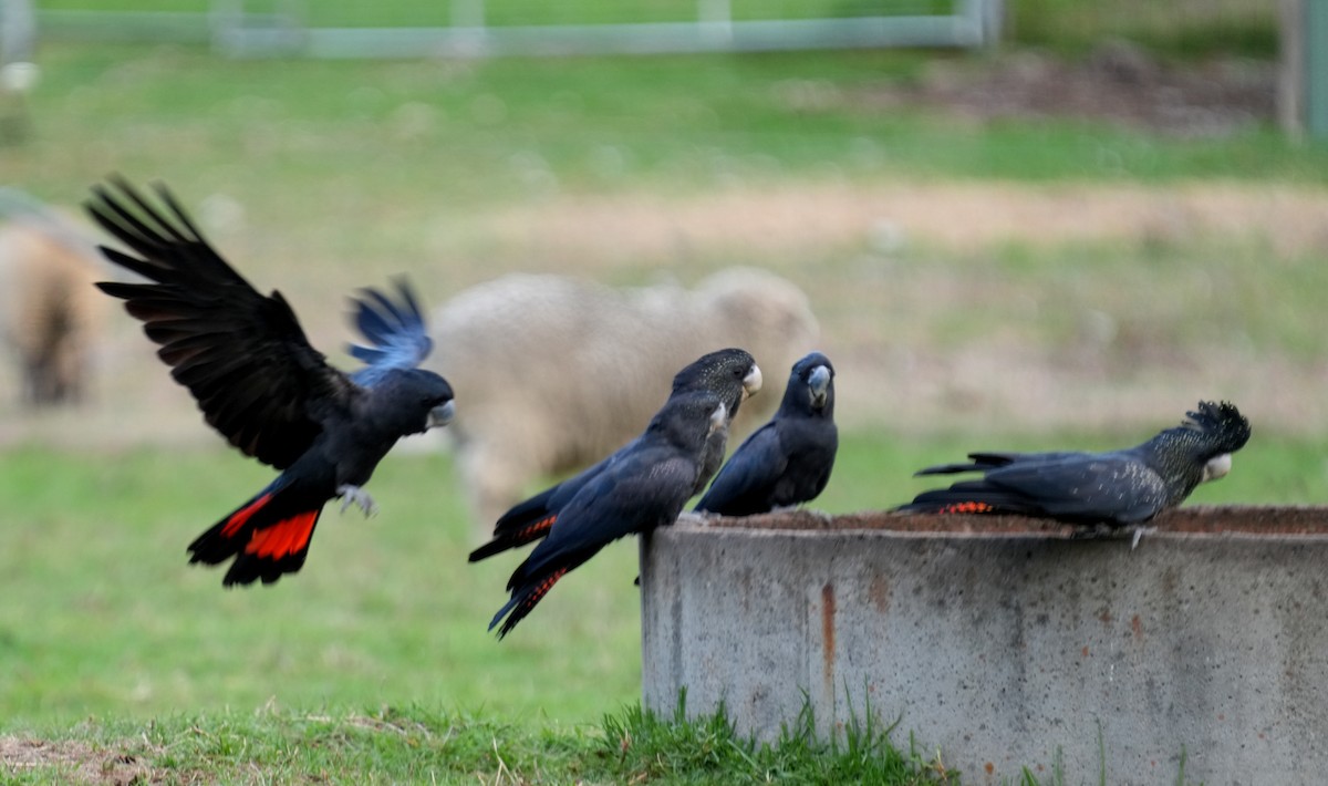 Red-tailed Black-Cockatoo - ML634462323