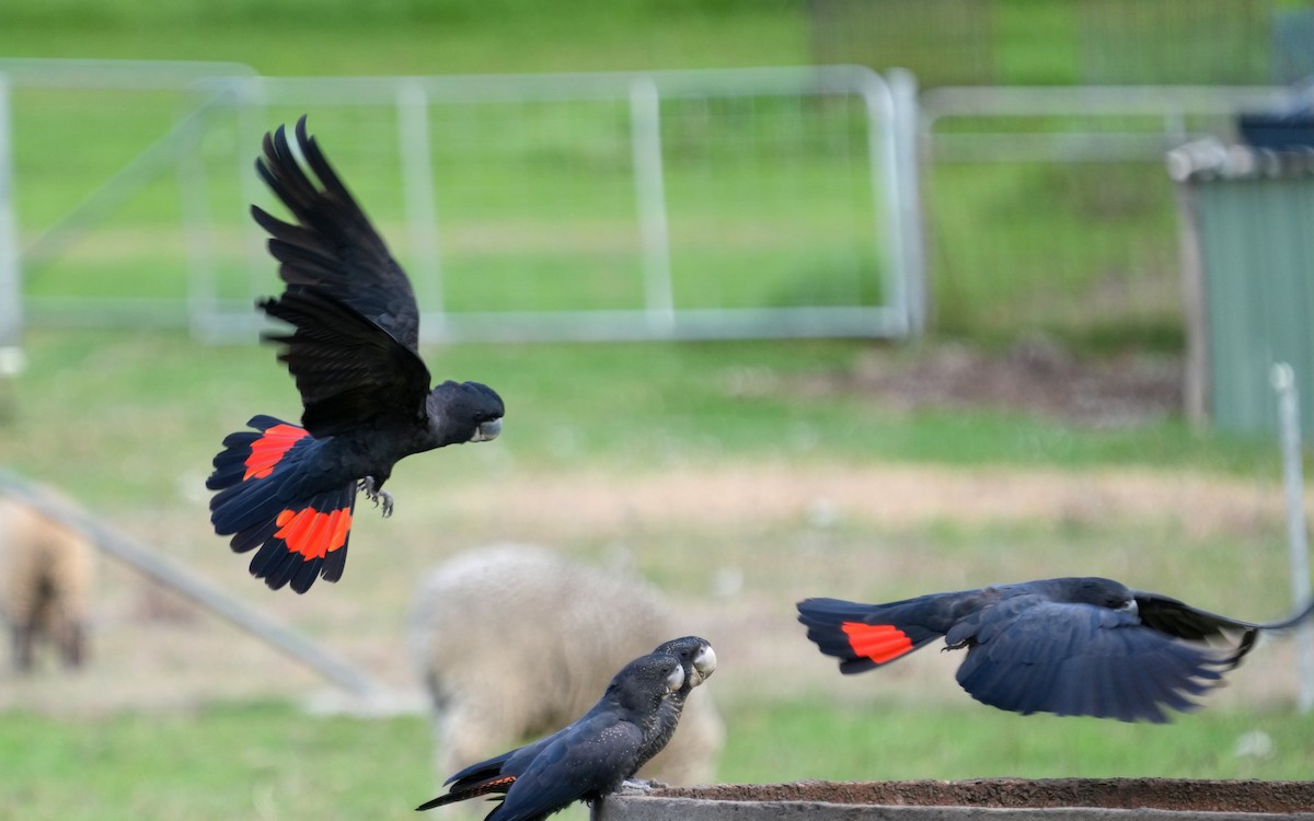 Red-tailed Black-Cockatoo - ML634462324