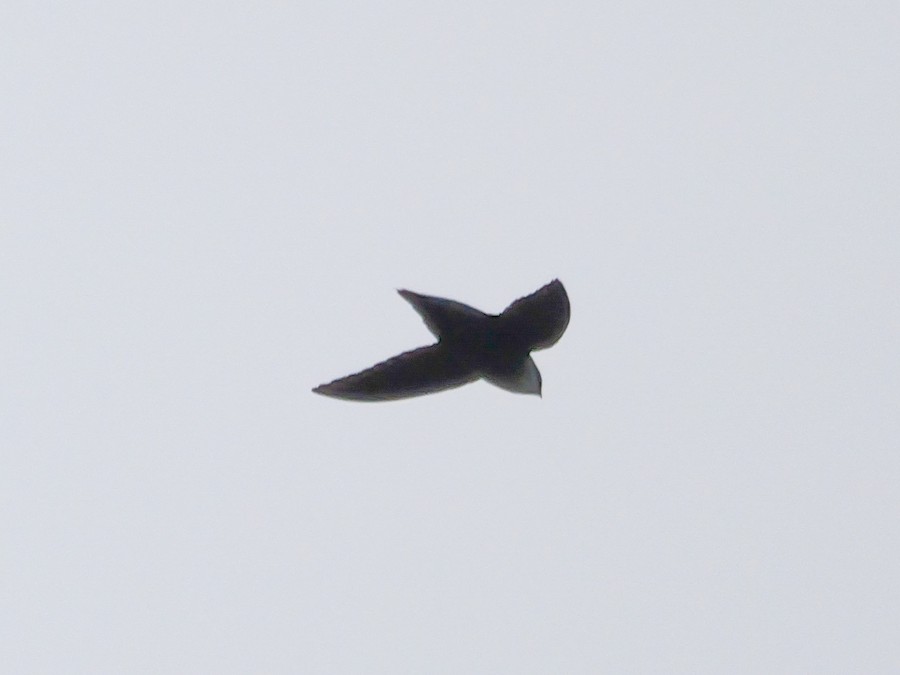 Chimney Swift - Roger Horn