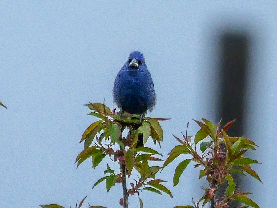 Blue Grosbeak - Roger Horn