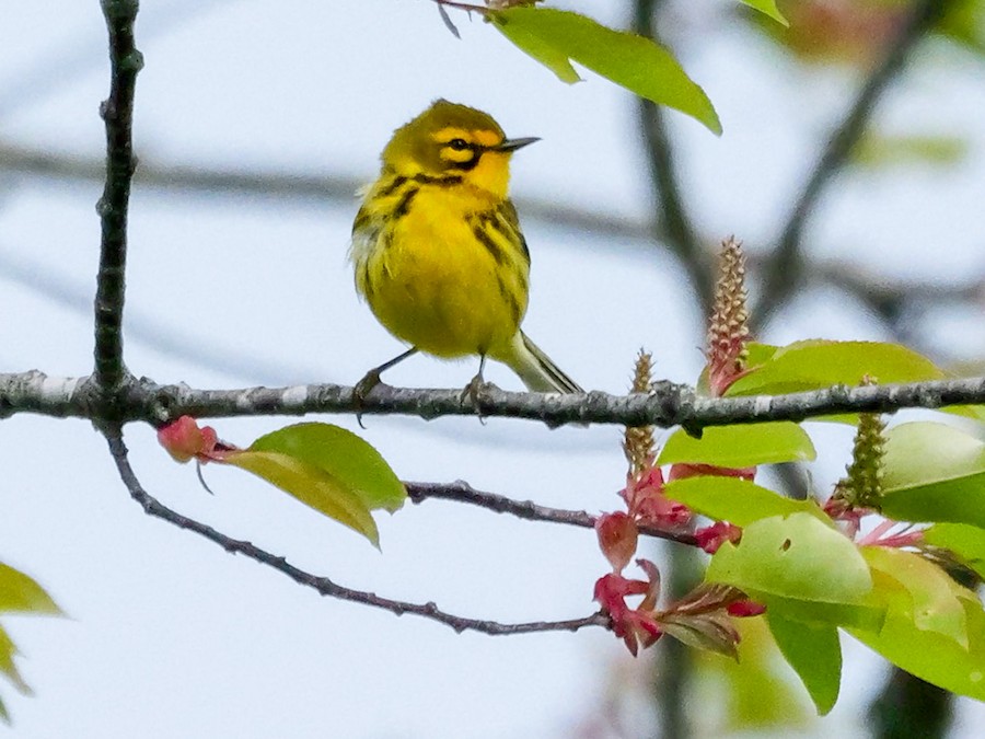 Prairie Warbler - Roger Horn