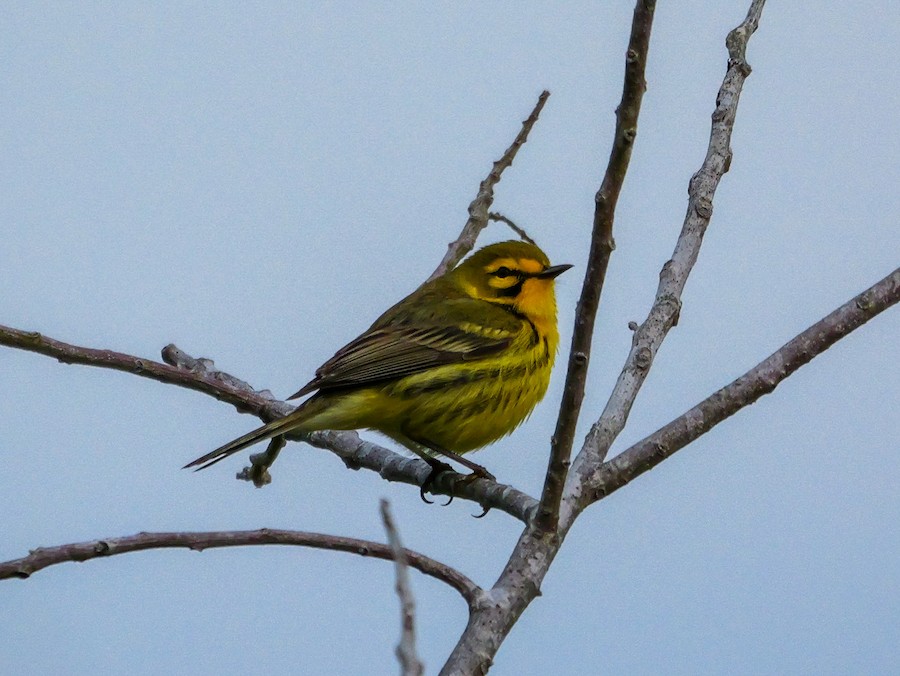 Prairie Warbler - Roger Horn