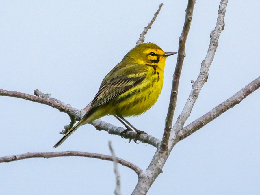 Prairie Warbler - Roger Horn
