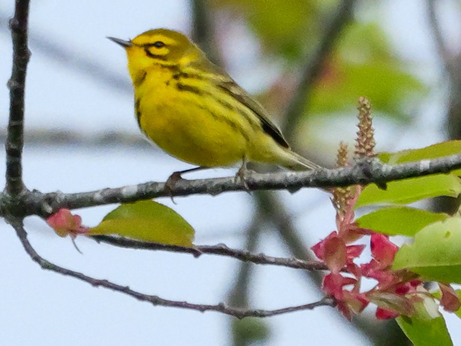 Prairie Warbler - Roger Horn