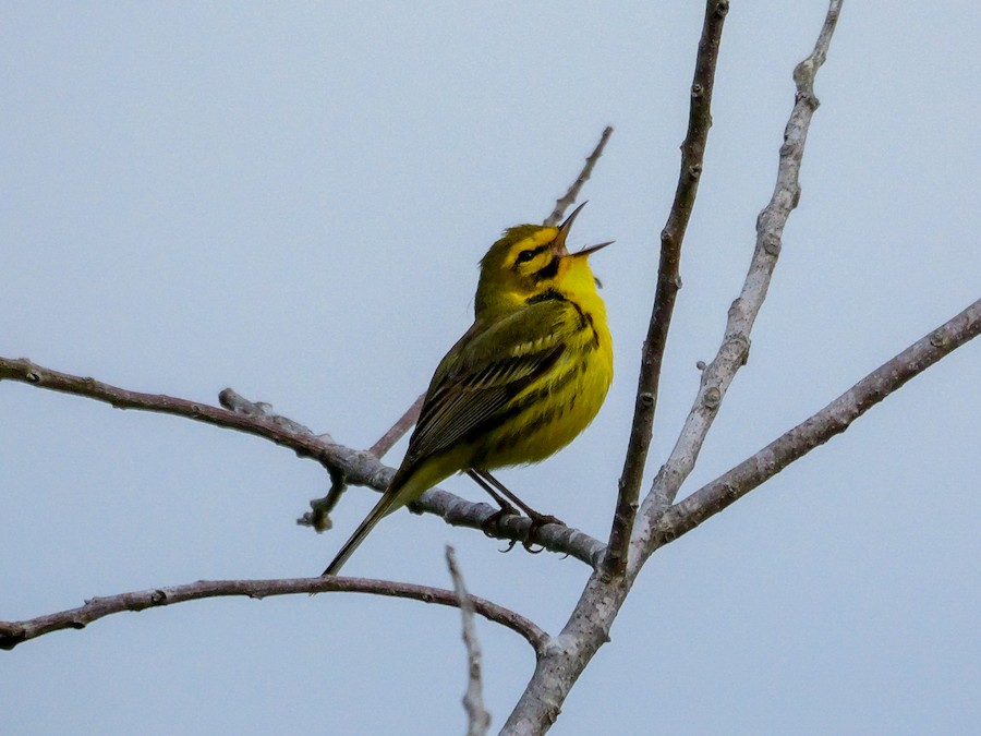 Prairie Warbler - Roger Horn