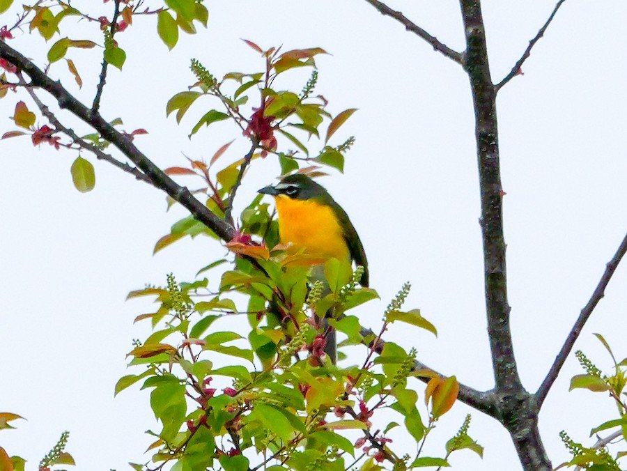 Yellow-breasted Chat - Roger Horn