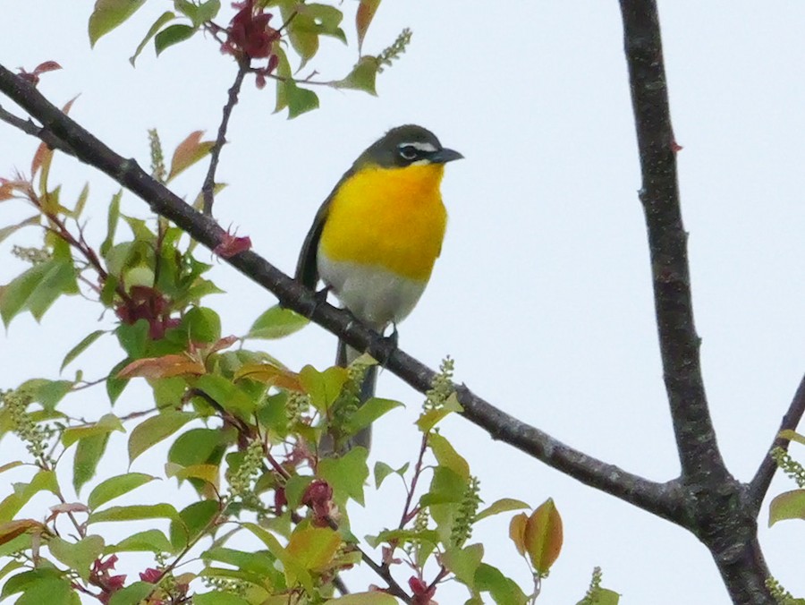 Yellow-breasted Chat - Roger Horn