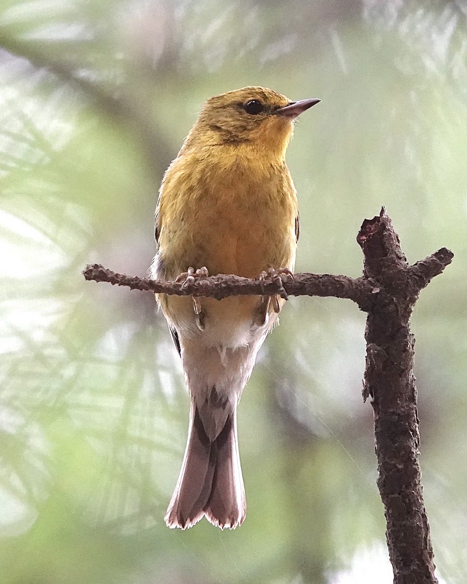 Pine Warbler - ML634462361