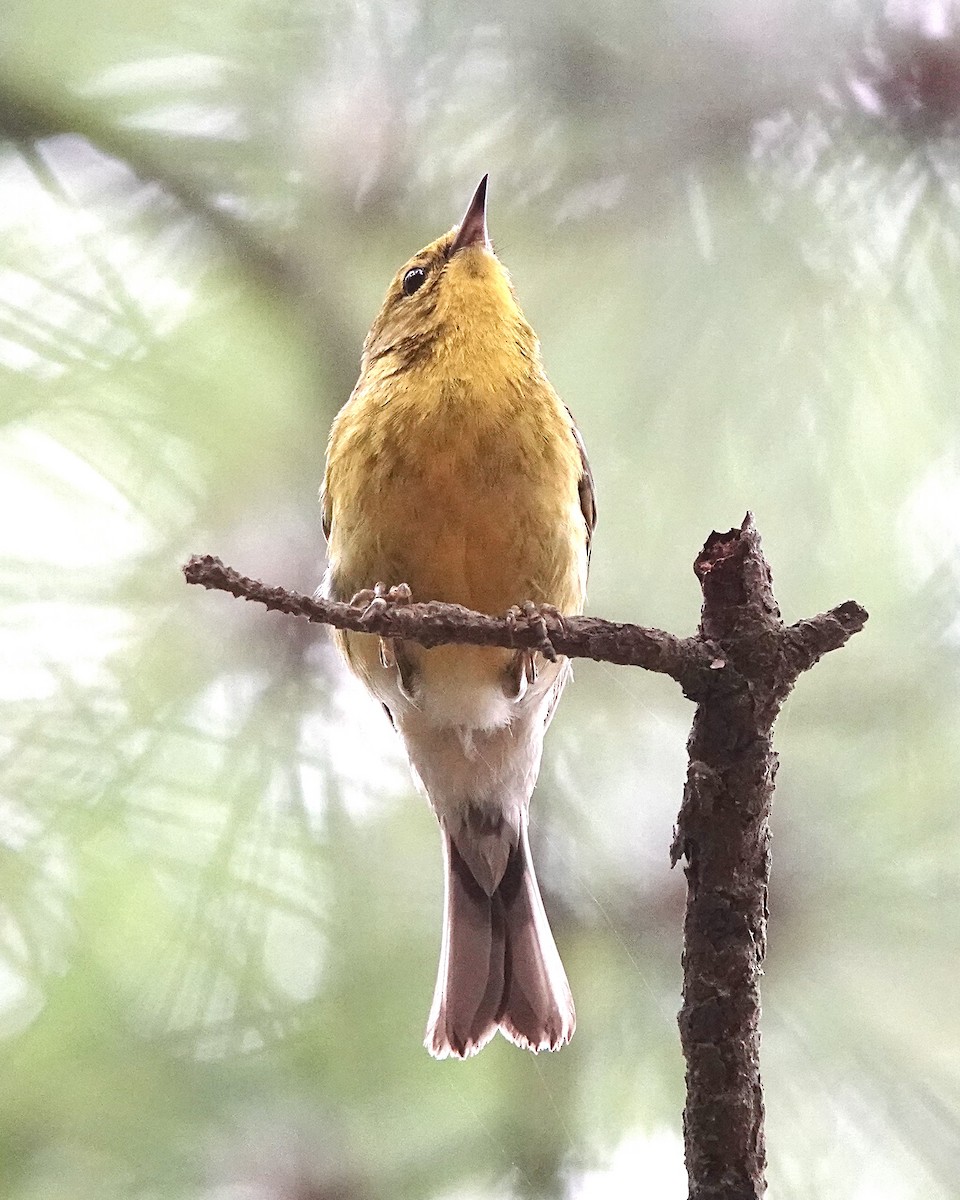 Pine Warbler - ML634462362
