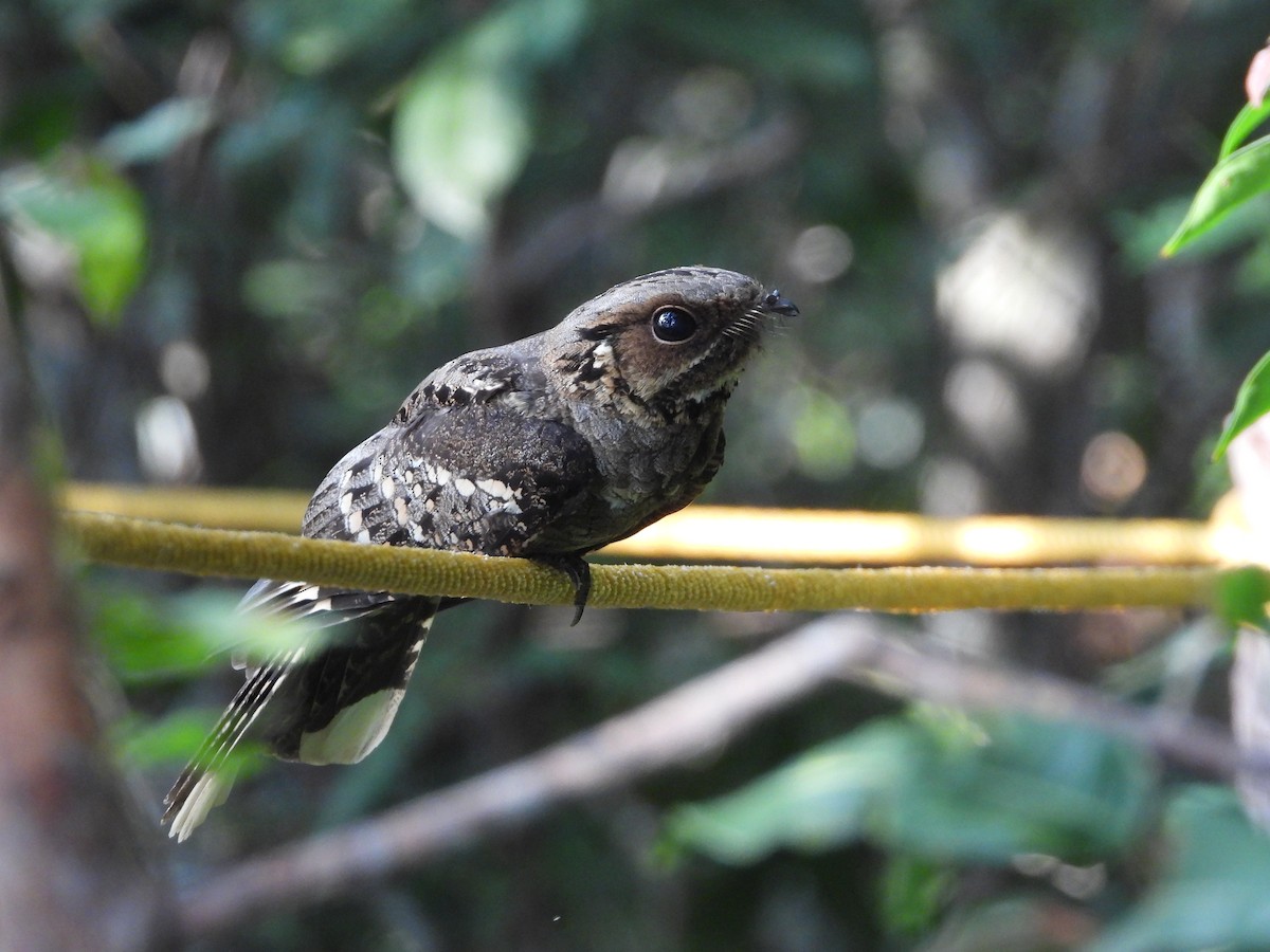 Large-tailed Nightjar - ML634462380