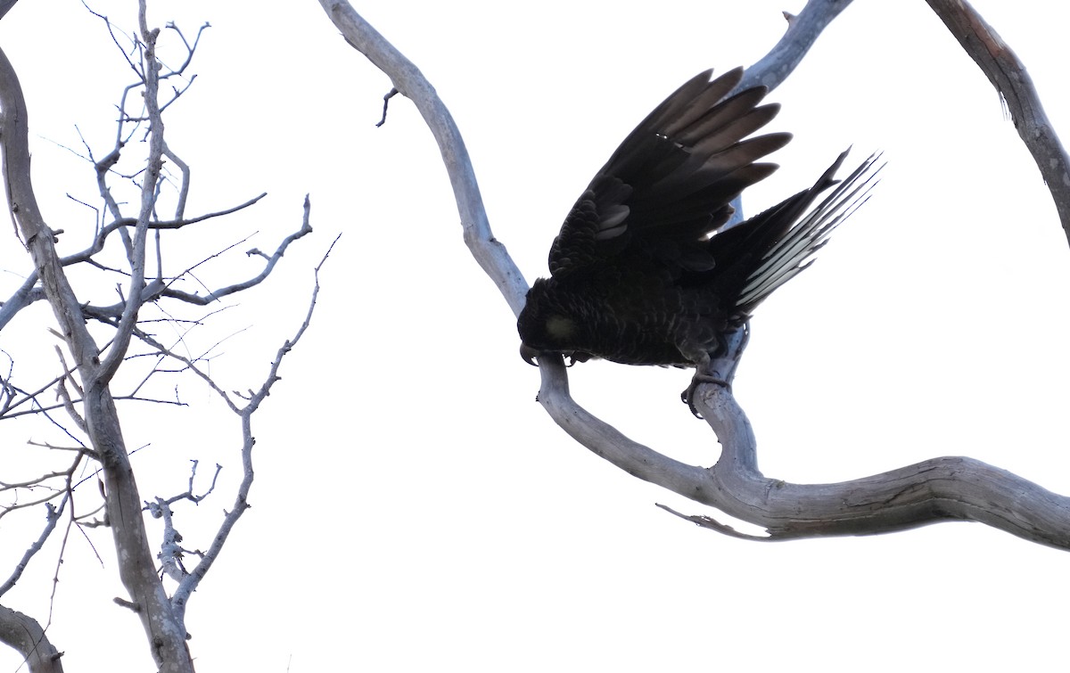 Carnaby's Black-Cockatoo - ML634462395