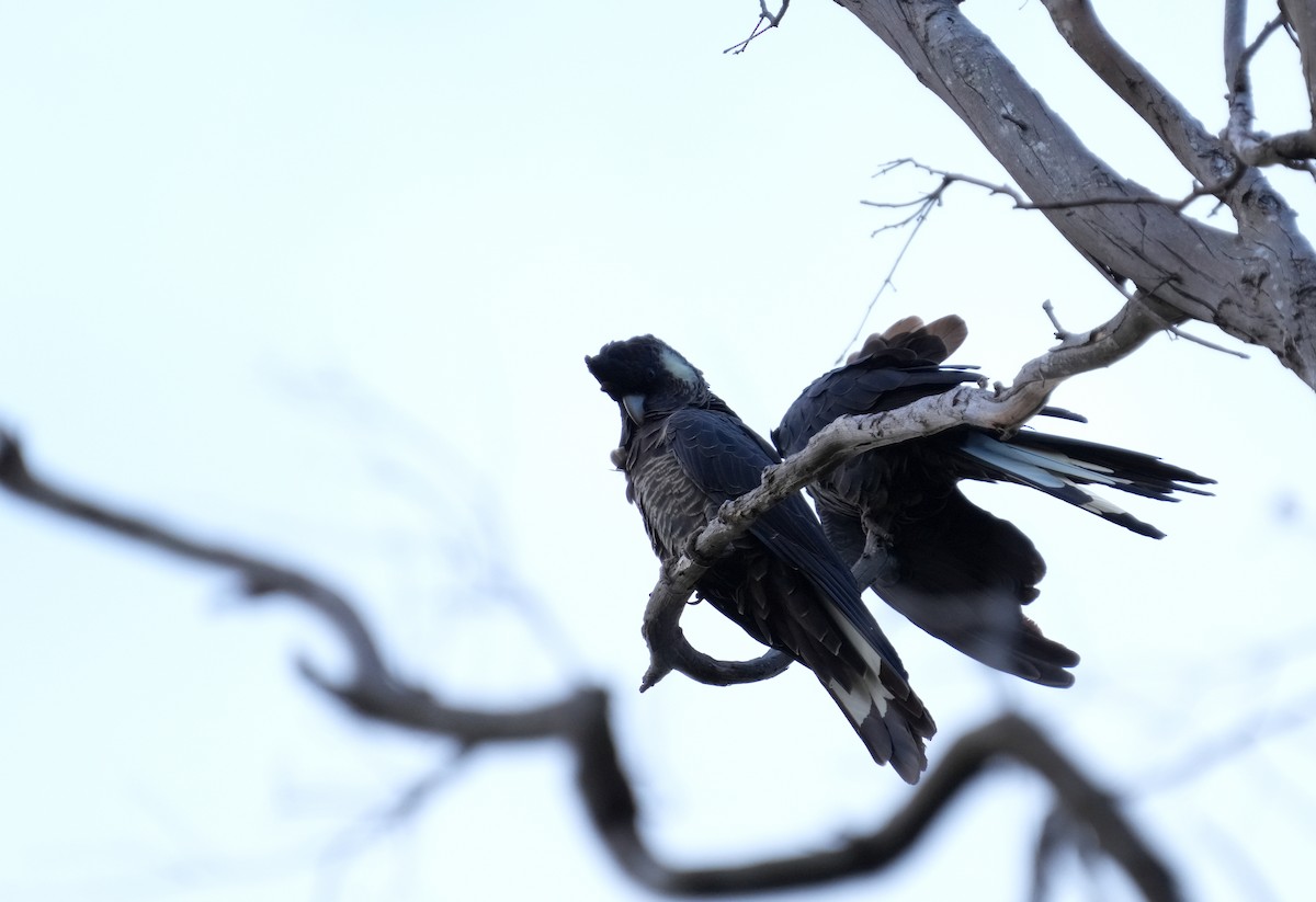 Carnaby's Black-Cockatoo - ML634462396