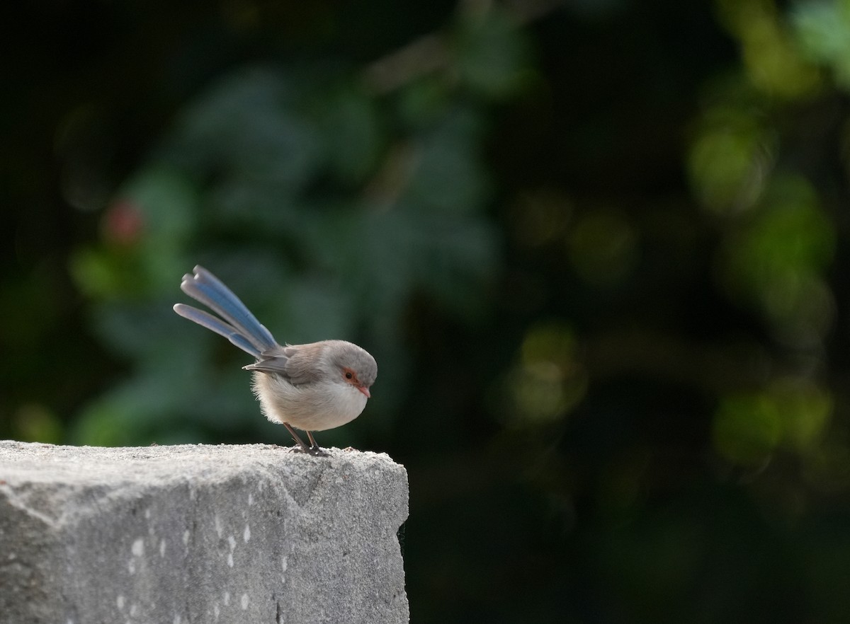 Splendid Fairywren - ML634462490