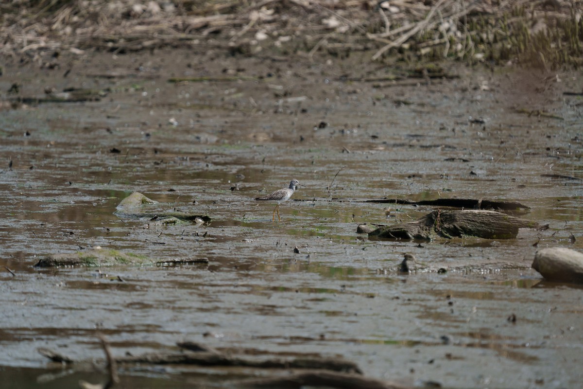 Lesser Yellowlegs - ML634462498