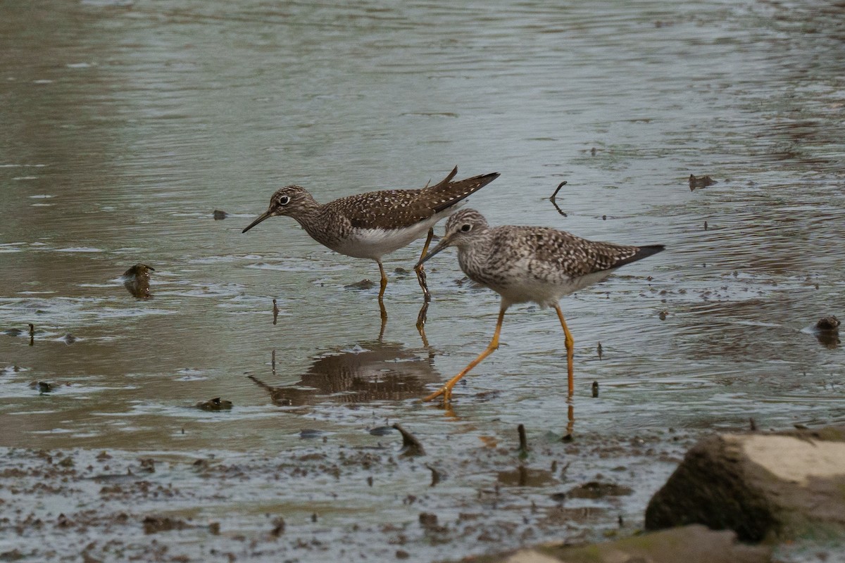 Solitary Sandpiper - ML634462546