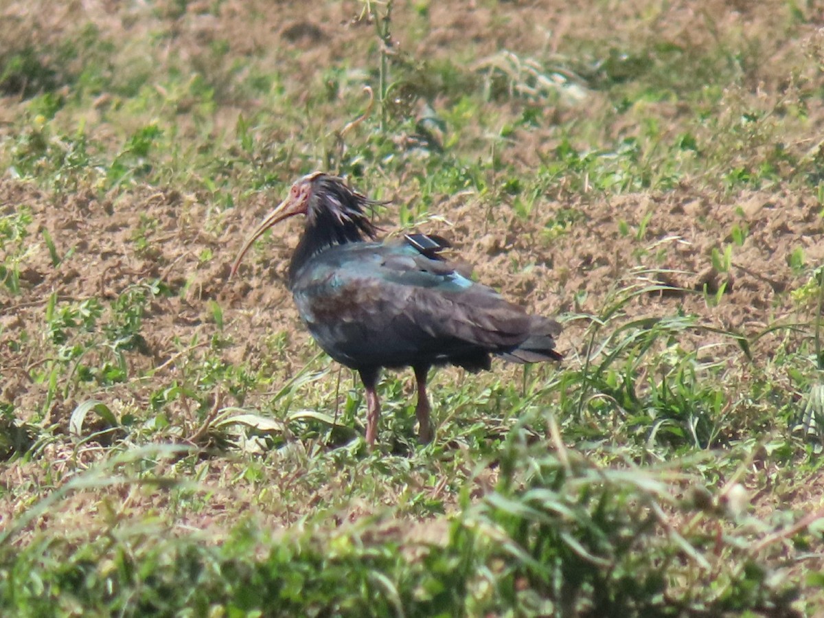 Northern Bald Ibis - ML634462558