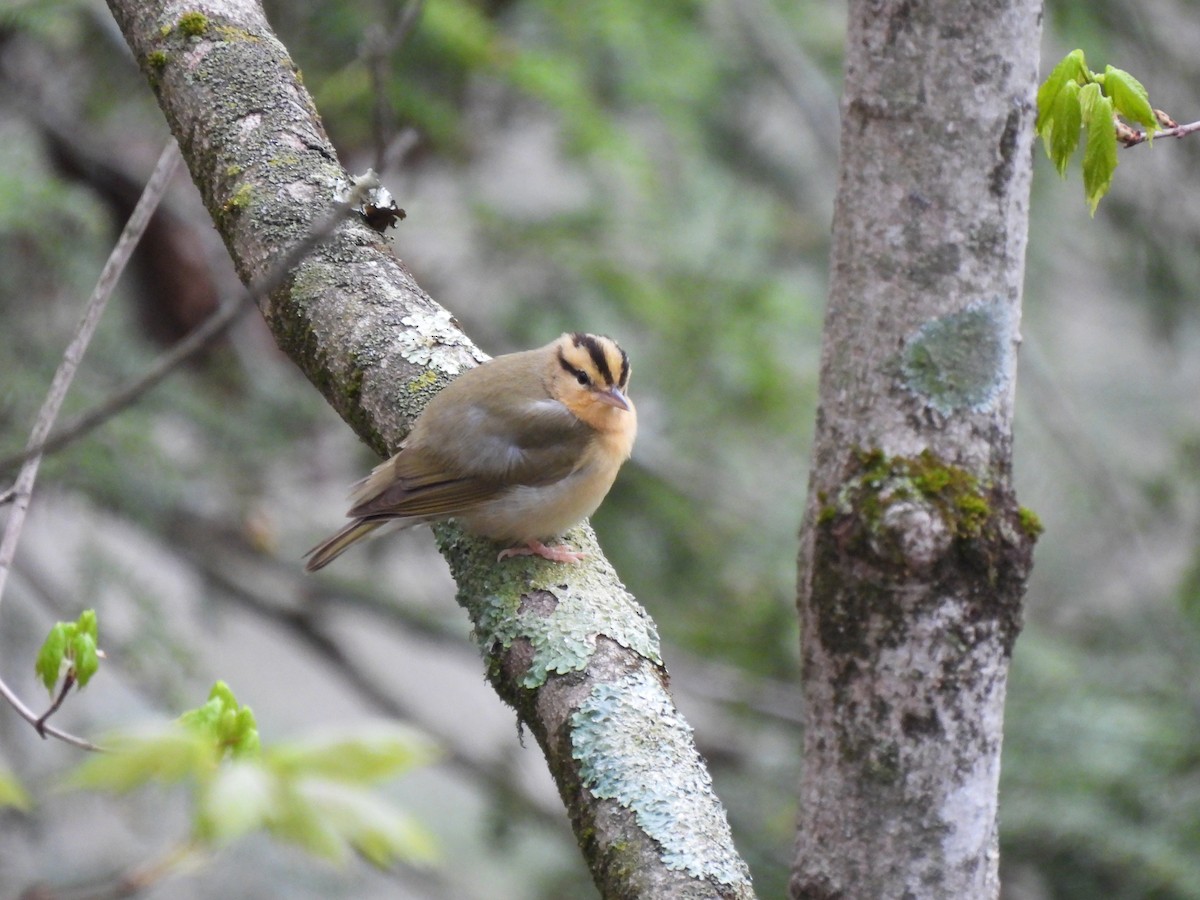 Worm-eating Warbler - ML634462576