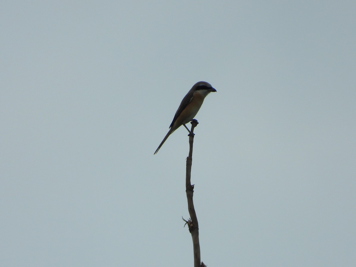 Brown Shrike - ML634462609