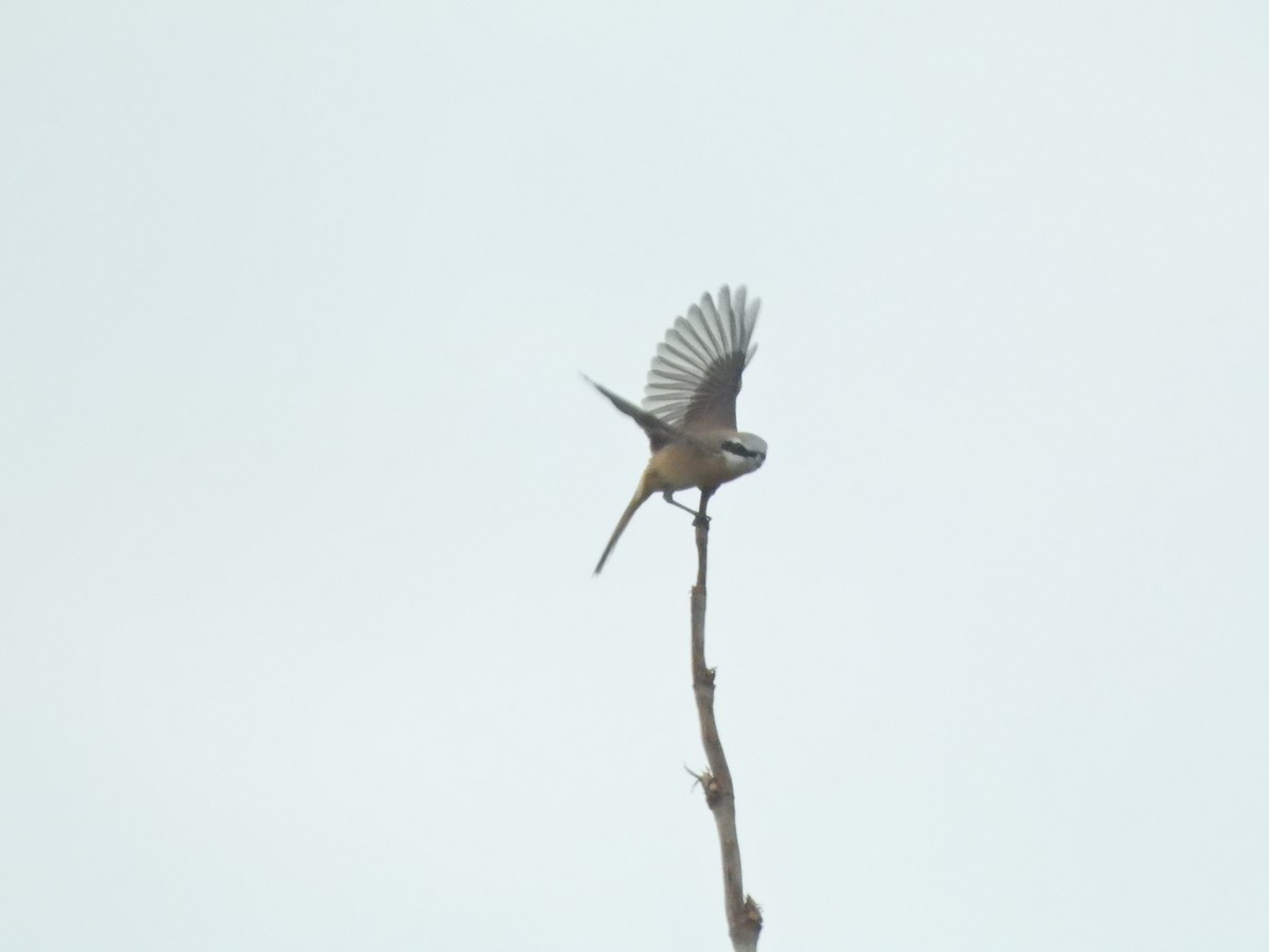 Brown Shrike - ML634462616