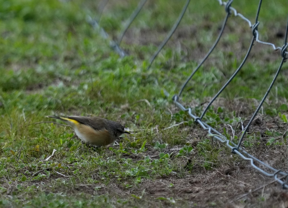 Yellow-rumped Thornbill - ML634462675
