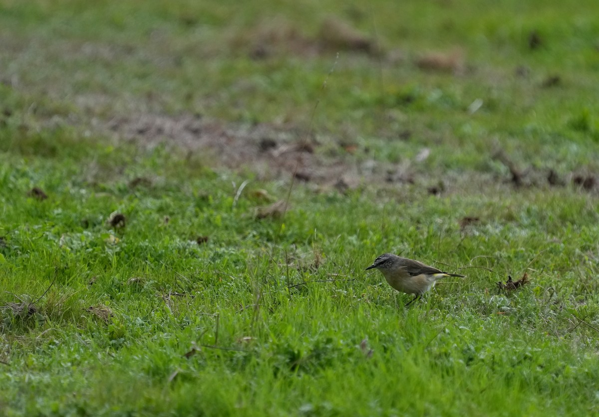 Yellow-rumped Thornbill - ML634462676