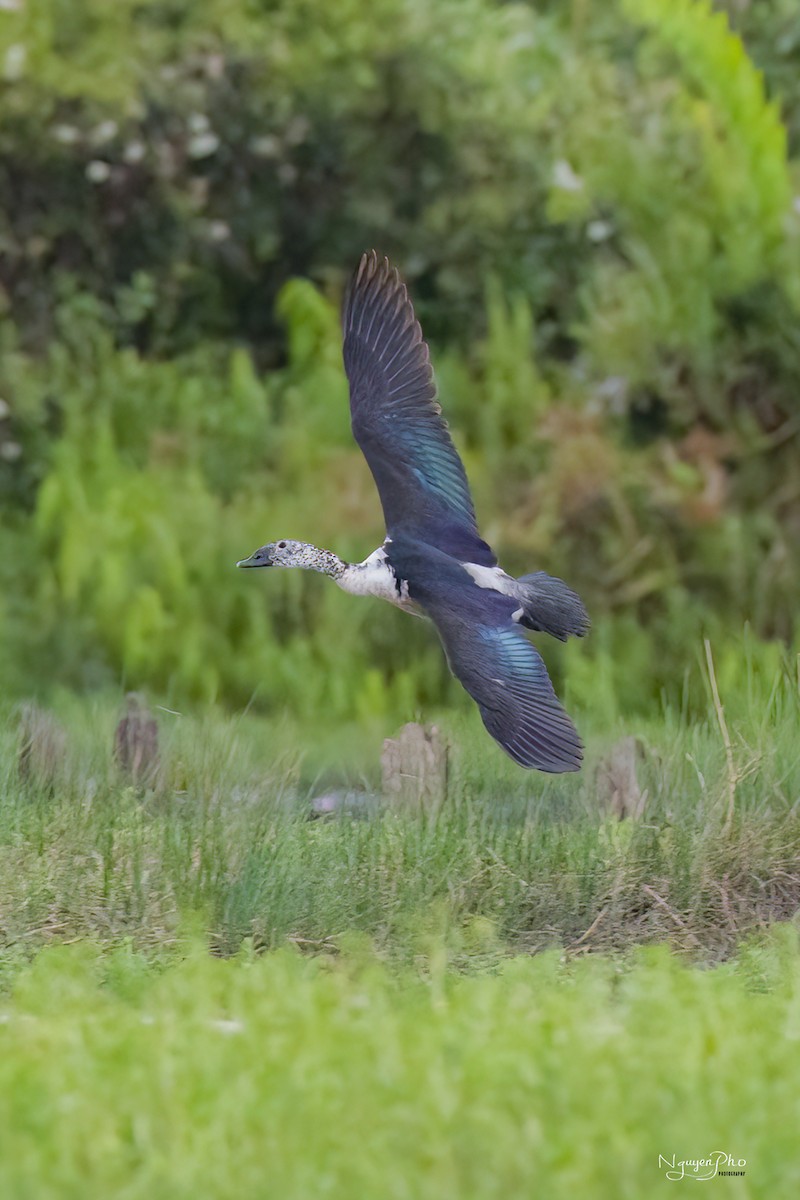 Knob-billed Duck - ML634462679
