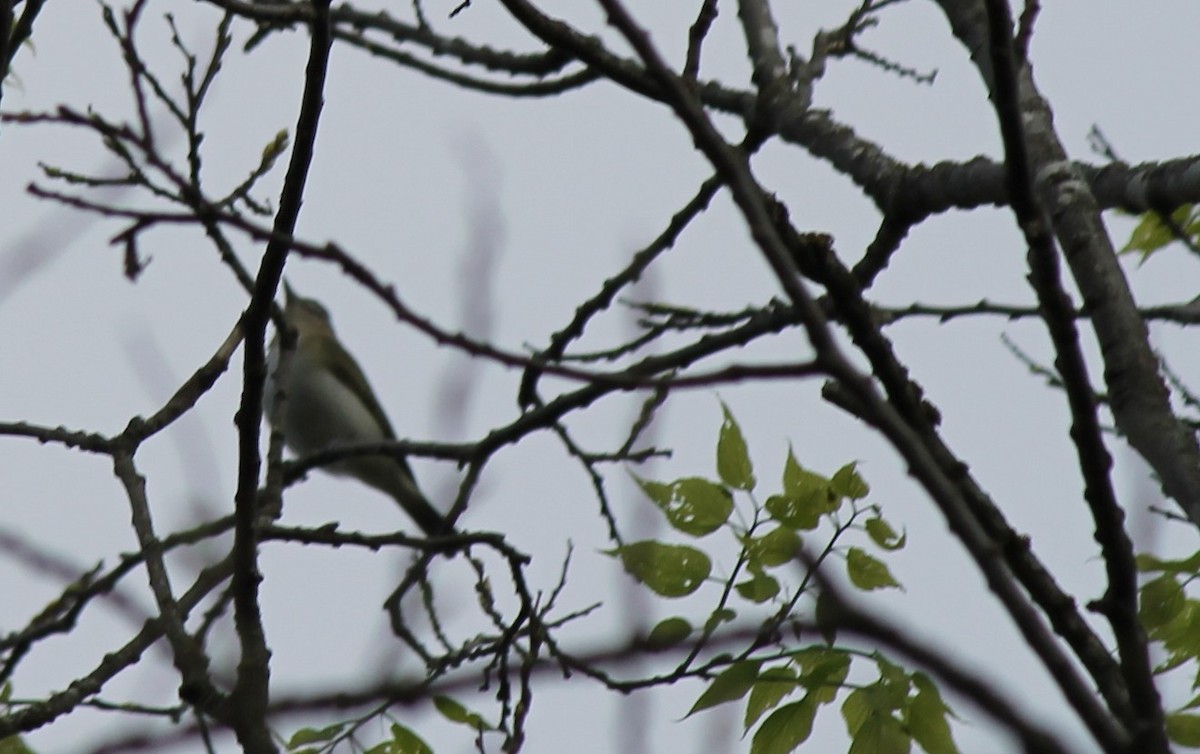 Red-eyed Vireo - ML634462758