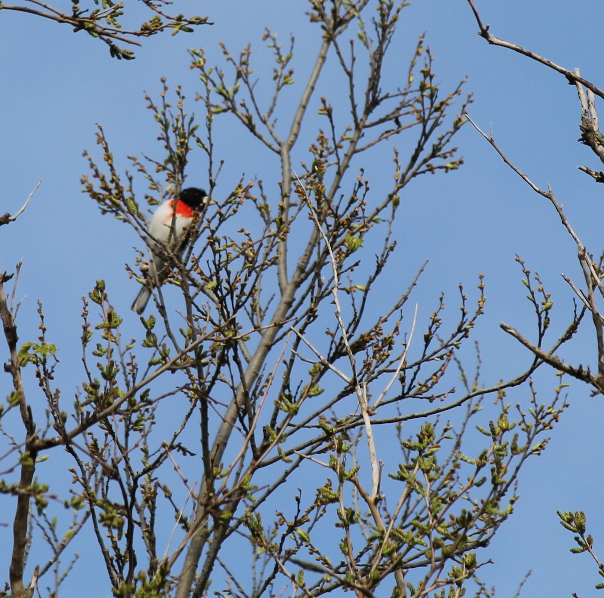 Rose-breasted Grosbeak - ML634462768