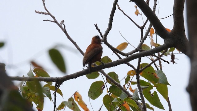 Chestnut Piculet - ML634462787