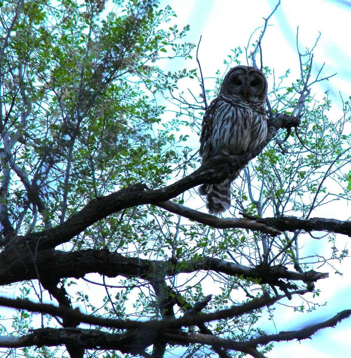 Barred Owl - ML634462791