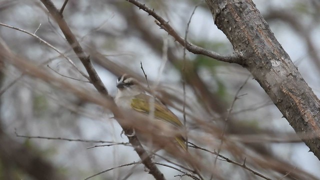 Tocuyo Sparrow - ML634462802