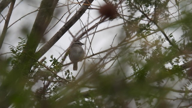 Tocuyo Sparrow - ML634462807