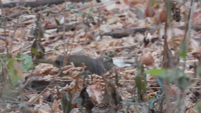 Tocuyo Sparrow - ML634462808
