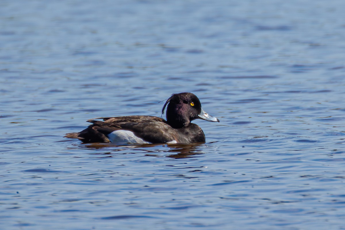 Tufted Duck - ML634462832