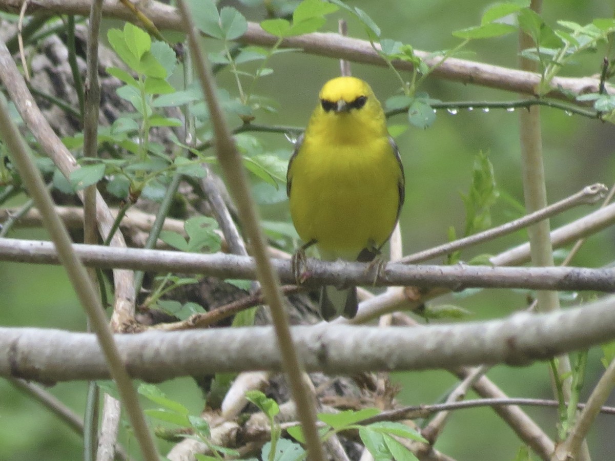 Blue-winged Warbler - ML634462861