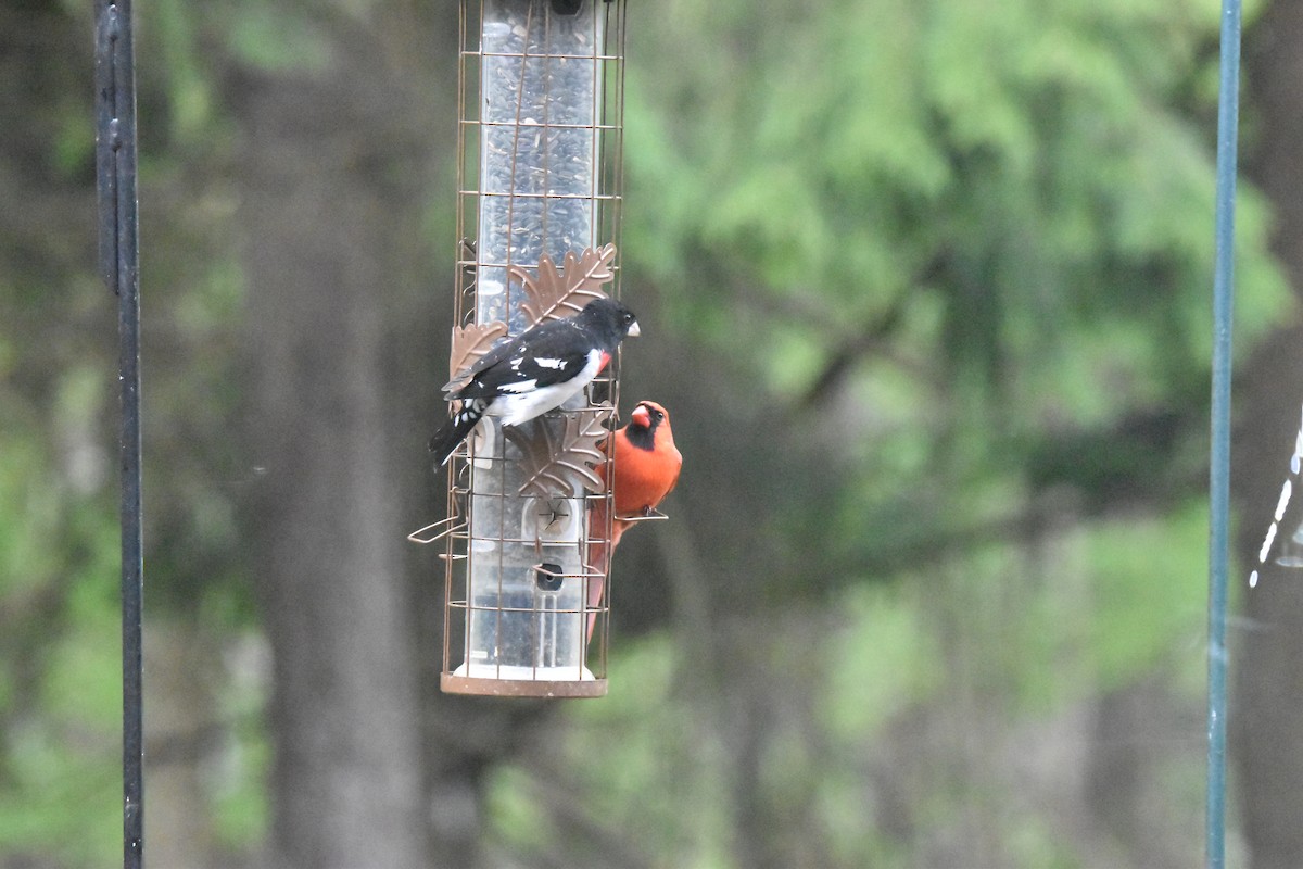 Rose-breasted Grosbeak - ML634462877