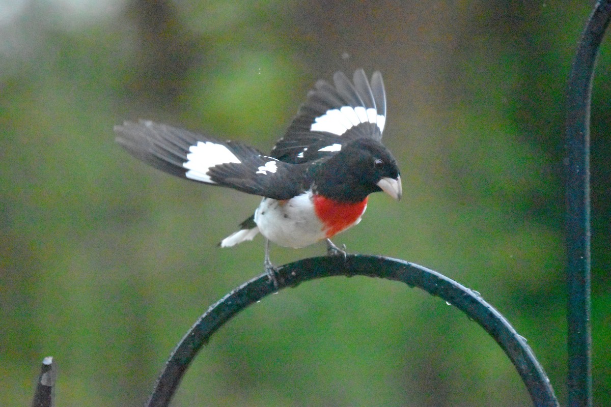 Rose-breasted Grosbeak - ML634462975