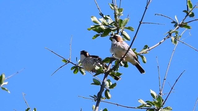White-browed Sparrow-Weaver - ML634462997